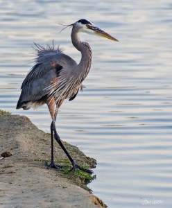 A Blue Heron Strutting This was taken on March 8, 2015 at around 7 in the morning. This heron decided to pose for me, and this is one of the pictures he let me take.