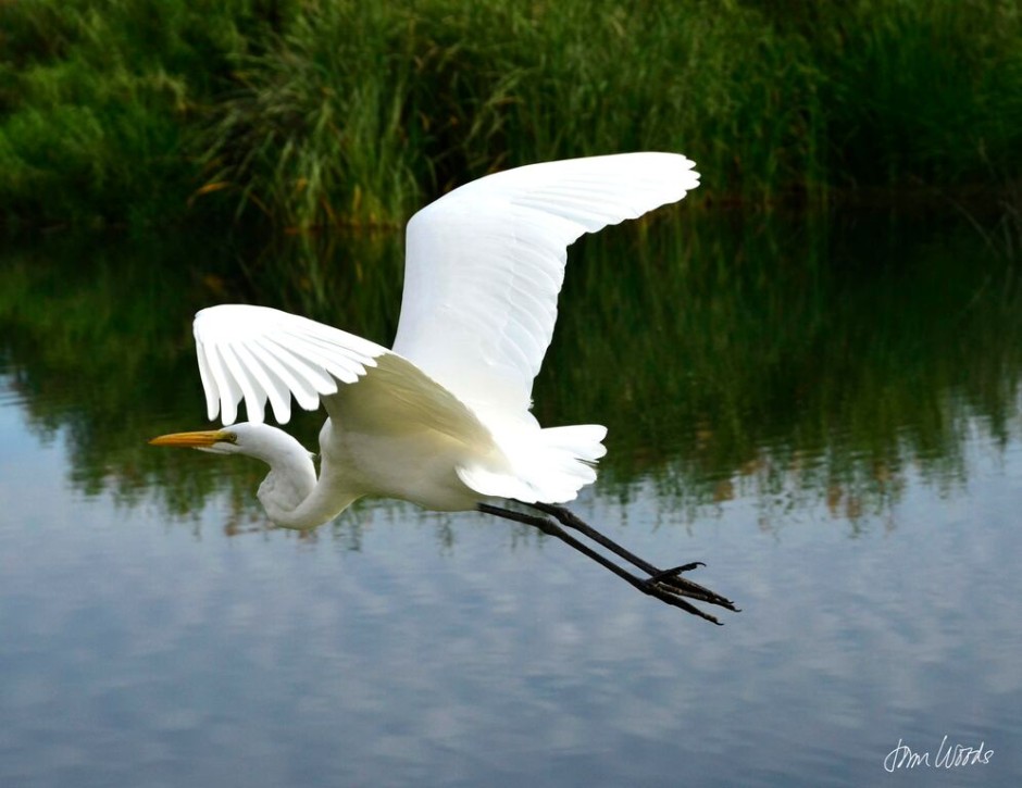 Egrets and Herons: The Photography of John Woods