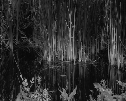 underhill-water-reeds