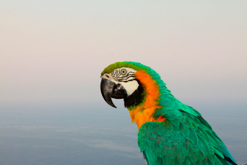 “Thinking About Macaws” by Courtney Justus