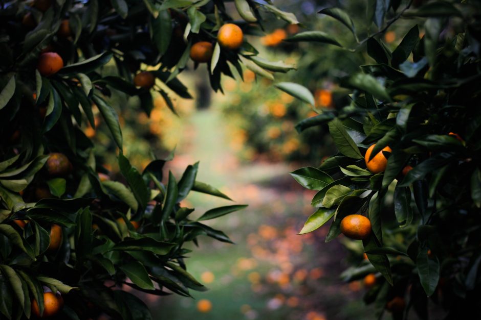 “Botticelli’s Oranges,” The Poetry of Reed Venrick